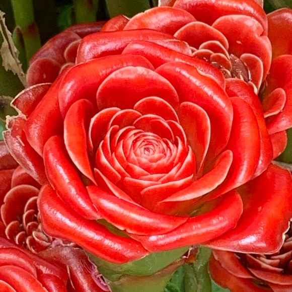 Meet your Posher, Sandi - Picture 14 of 16